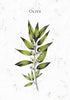 Illustration from "Listening to Flowers" by Schiffer Publishing, Ltd.: an olive branch with green leaves and white flowers on a light background with subtle leaf patterns, inspired by Bach flower remedies; "Olive" appears at the top.
