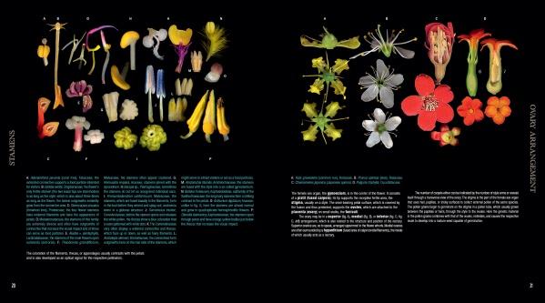 Two black pages from the "Atlas of Flowering Plants" by Schiffer Publishing, Ltd. display vibrant botanical illustrations of flower stamens and whole blooms, with white and blue text below detailing plant anatomy.