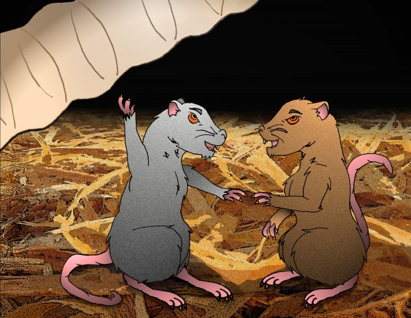 Two cartoon rats, one gray and one brown, stand on straw facing each other as a large worm hangs above. "The Rat Tank" by Schiffer Publishing, Ltd. is perfect for early readers ages 5-8 who love charming friendship stories.