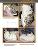 Four photos from "Carving the Screech Owl" by Schiffer Publishing, Ltd. show hands using carving and woodburning tools to add feather detail to the owl’s wing and head, highlighting each stage of the detailed process.