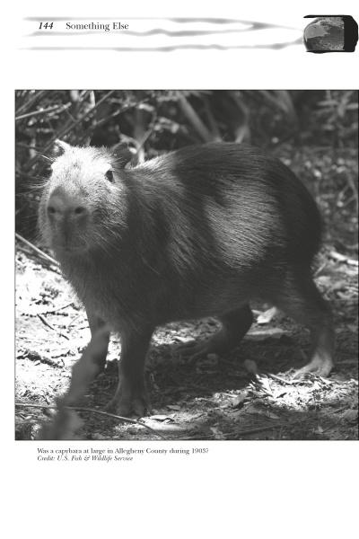 pennsylvania monsters Strange Pennsylvania Monsters – Schiffer Kids