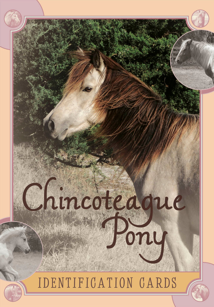 Cover of Schiffer Publishing’s Chincoteague Pony Identification Cards, featuring a photo of a light brown pony with dark mane among wild ponies on a pastel border—ideal for Chincoteague Pony trading card fans.